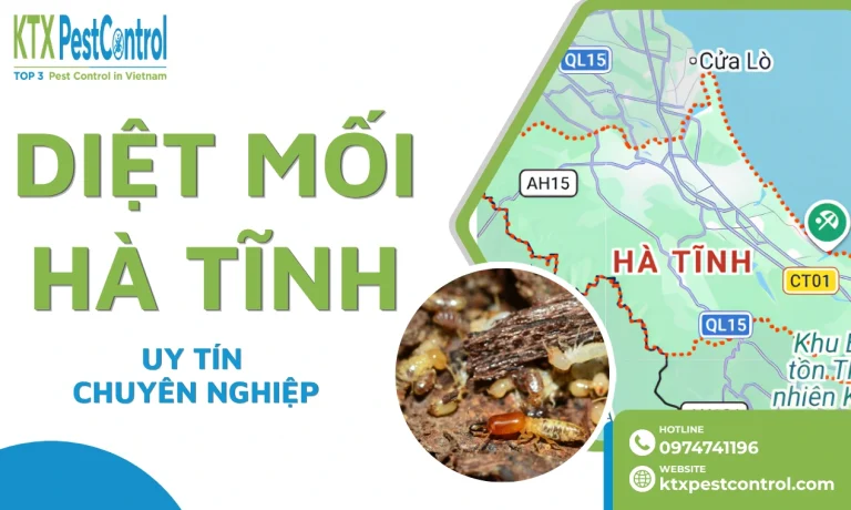 Dịch Vụ Diệt Mối Hà Tĩnh Chuyên Nghiệp, Xử Lý Tận Gốc