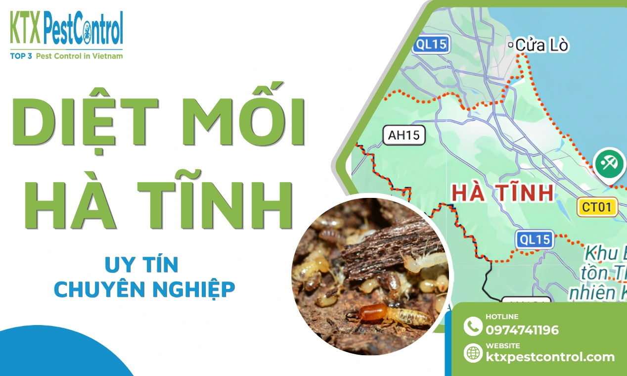Dịch Vụ Diệt Mối Hà Tĩnh Chuyên Nghiệp, Xử Lý Tận Gốc