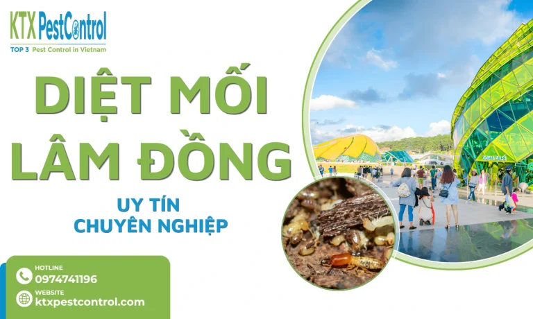Dịch vụ diệt mối Lâm Đồng tận gốc, bảo hành dài hạn
