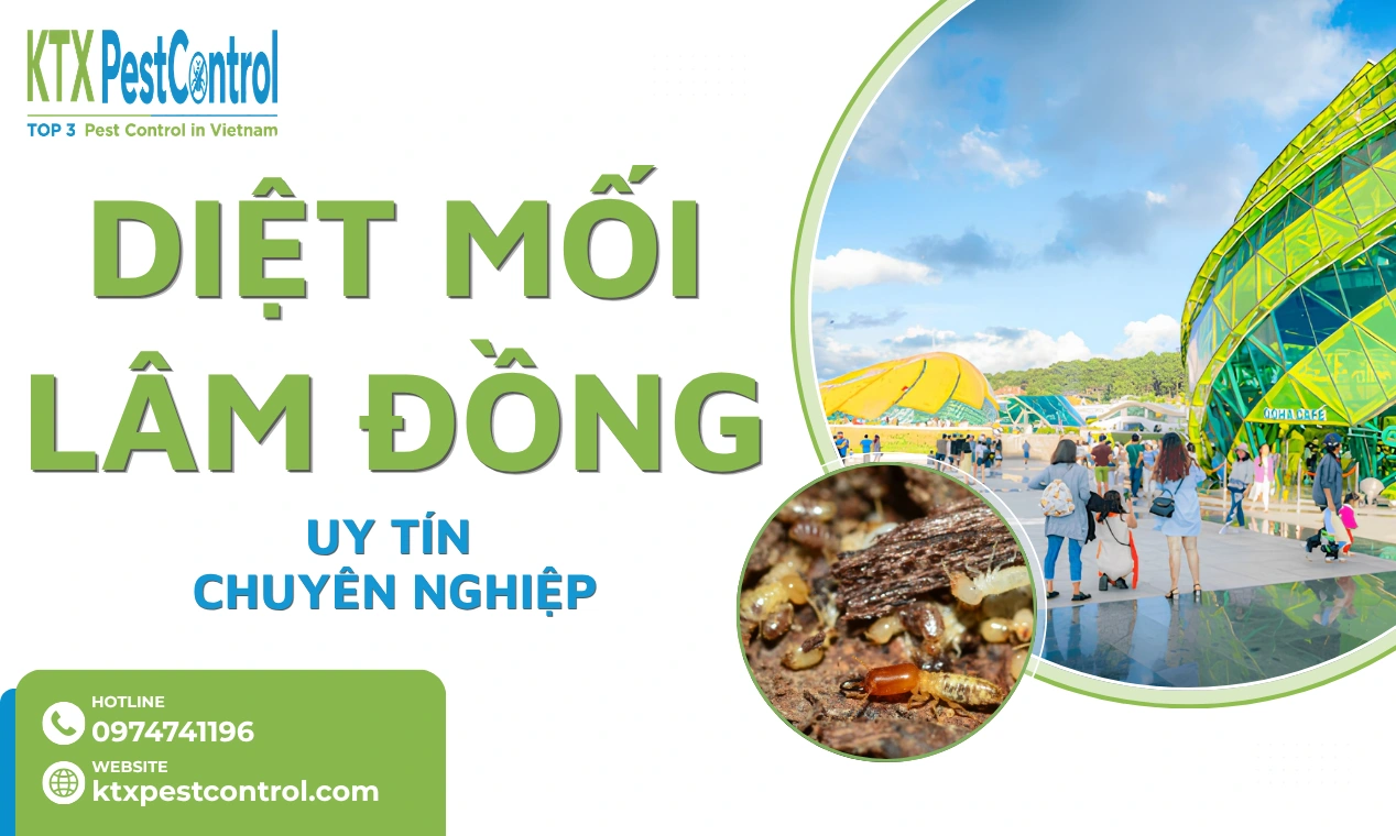 Dịch vụ diệt mối Lâm Đồng tận gốc, bảo hành dài hạn