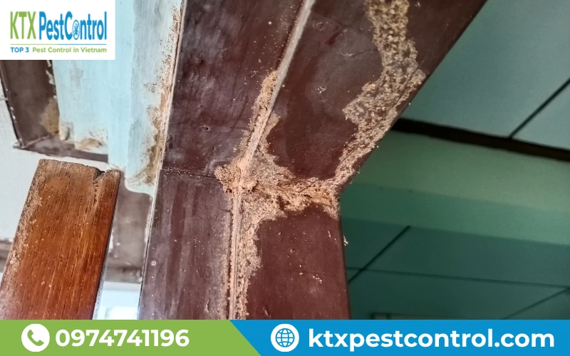 Không xử lý mối kịp thời khiến ngôi nhà, công trình của bạn bị mất thẩm mỹ