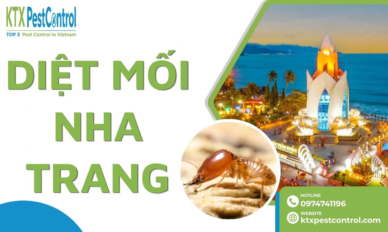 Dịch vụ diệt mối Nha Trang uy tín, giá tốt, bảo hành dài hạn