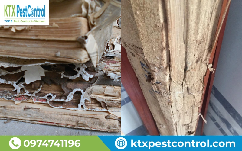 Mối đục rỗng cửa gỗ, gây hư hỏng nghiêm trọng cho nội thất và kết cấu công trình.
