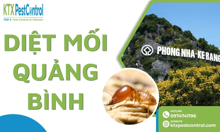 Dịch vụ diệt mối Quảng Bình tận gốc, chuyên nghiệp