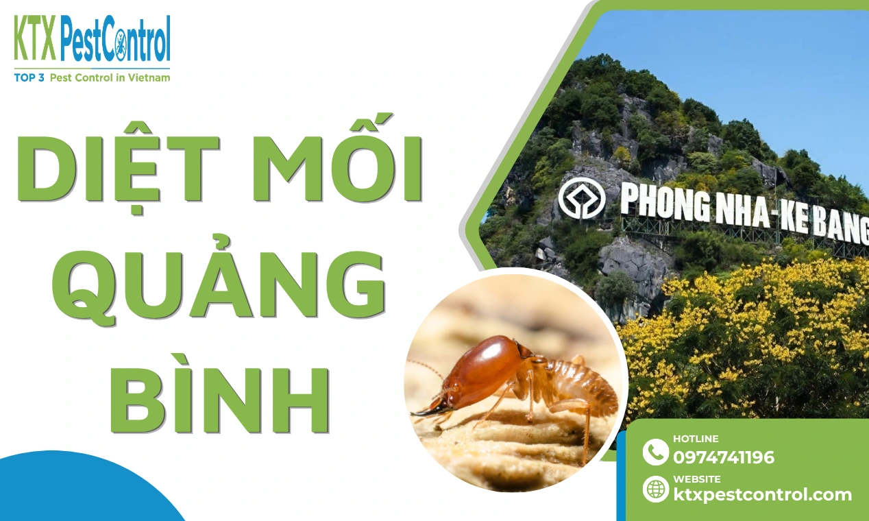 Dịch vụ diệt mối Quảng Bình tận gốc, chuyên nghiệp