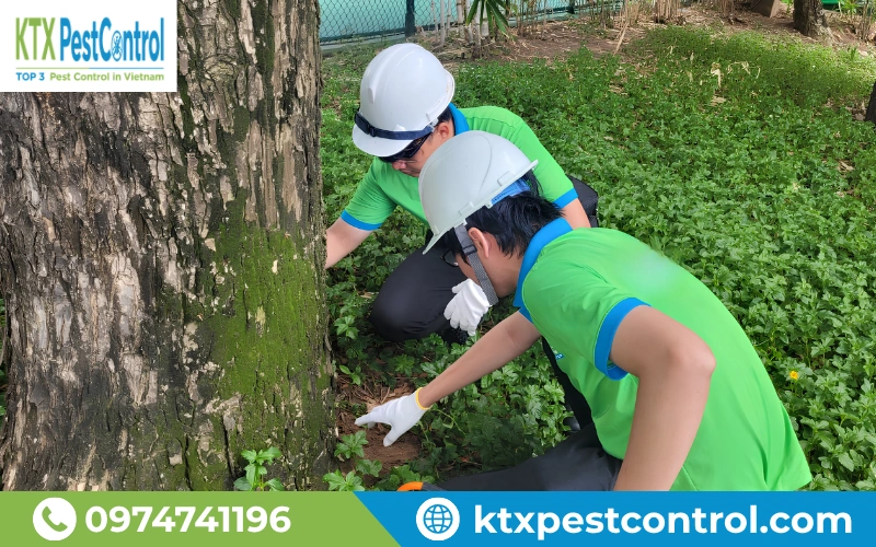 Kỹ thuật viên Diệt Côn Trùng KTX kiểm tra dấu hiệu mối xâm nhập tại khuôn viên công trình ở Quảng Bình.