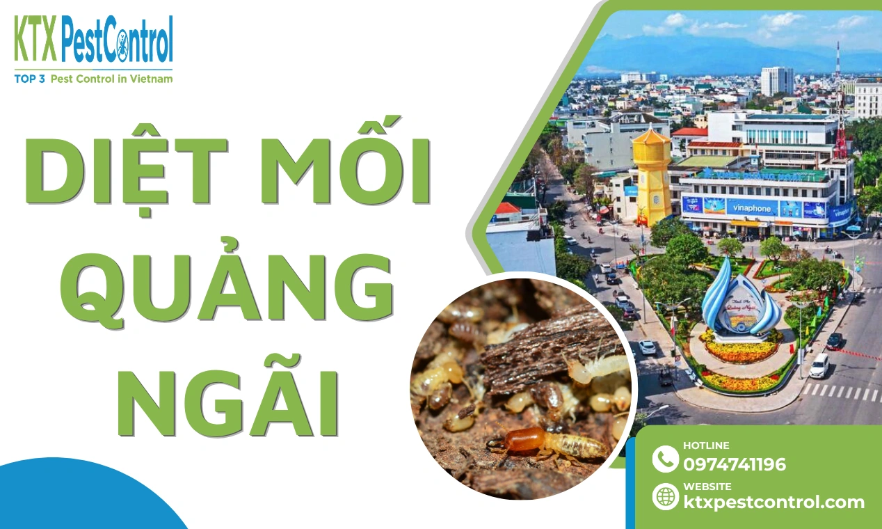 Dịch Vụ Diệt Mối Quảng Ngãi, Giá Từ 799.000đ