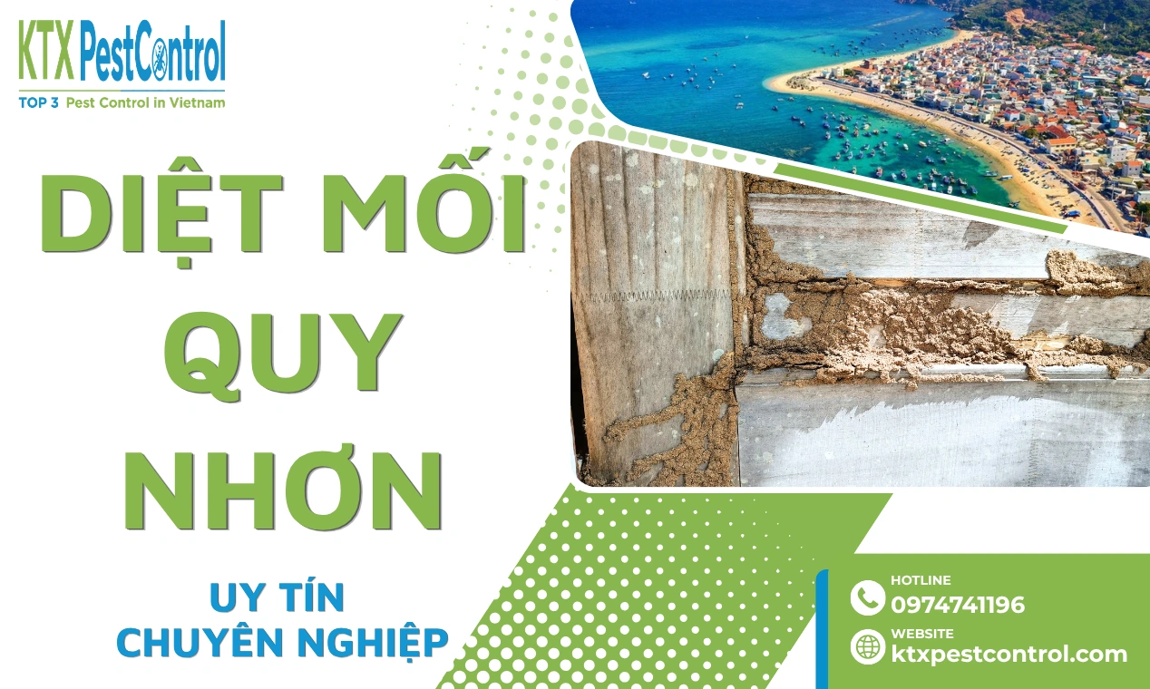 Dịch vụ diệt mối Quy Nhơn uy tín, chuyên nghiệp của Diệt Côn Trùng KTX.