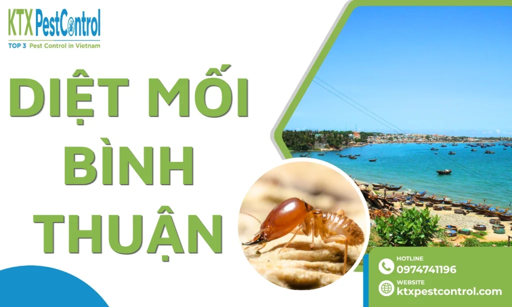 Dịch vụ diệt mối tại Bình Thuận tận gốc, giá tốt