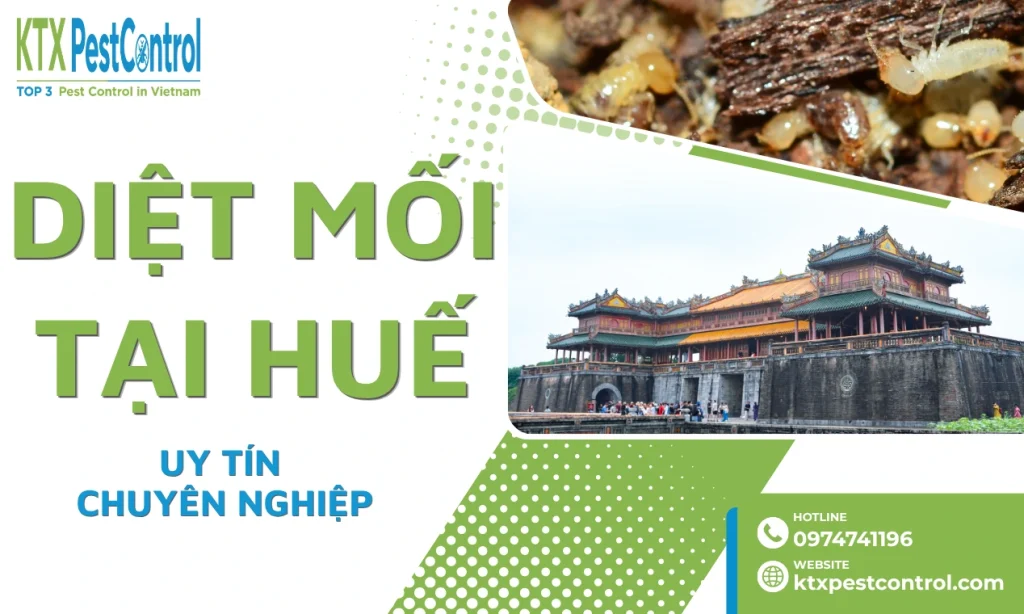 Công Ty Diệt Mối Tại Huế Uy Tín, Xử Lý Tận Gốc