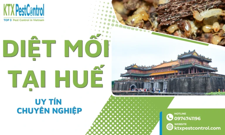 Công Ty Diệt Mối Tại Huế Uy Tín, Xử Lý Tận Gốc