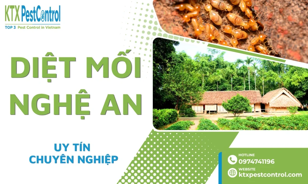 Dịch vụ diệt mối tại Nghệ An tận gốc, chuyên nghiệp
