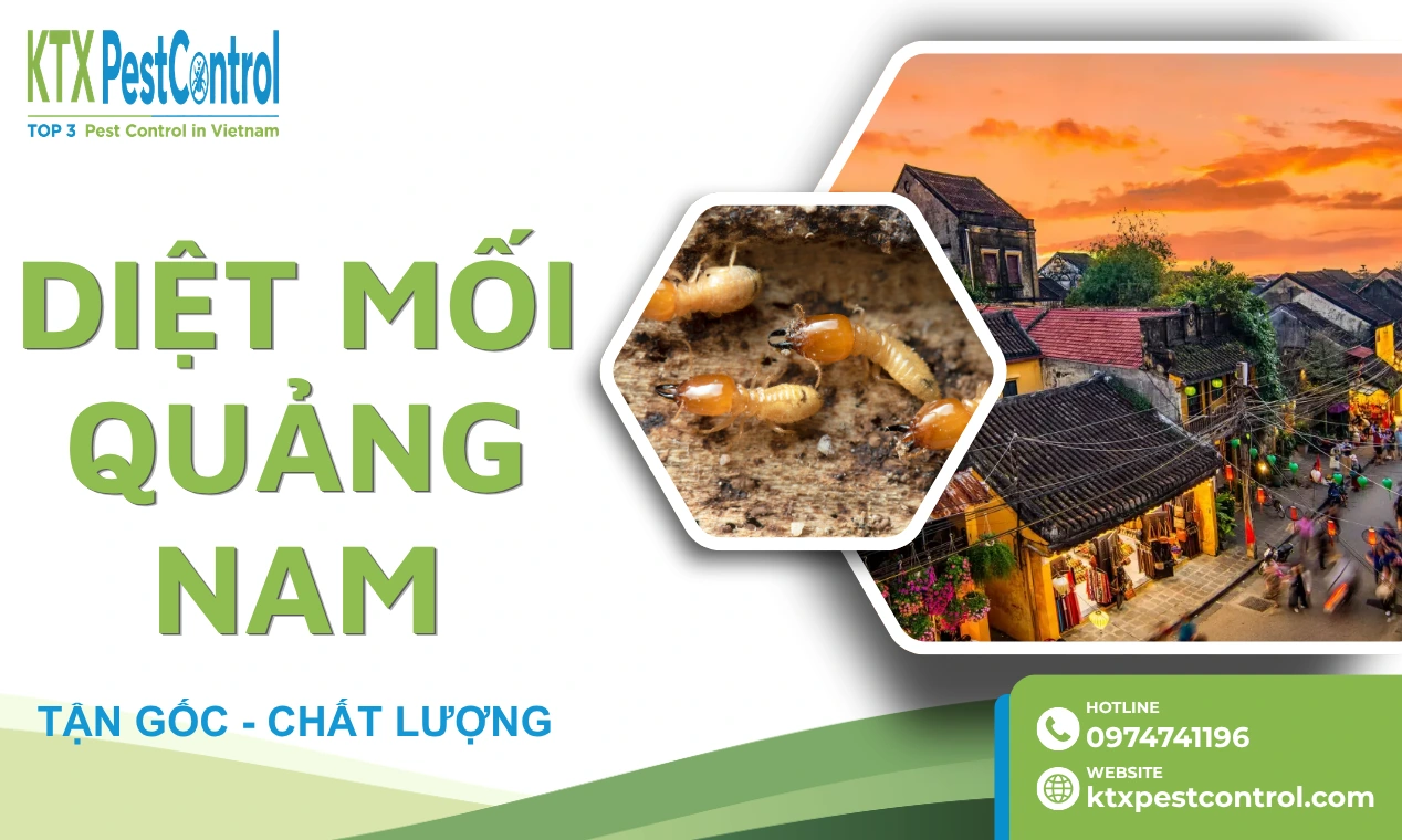 Dịch Vụ Diệt Mối Tại Quảng Nam Uy Tín, Giá Tốt