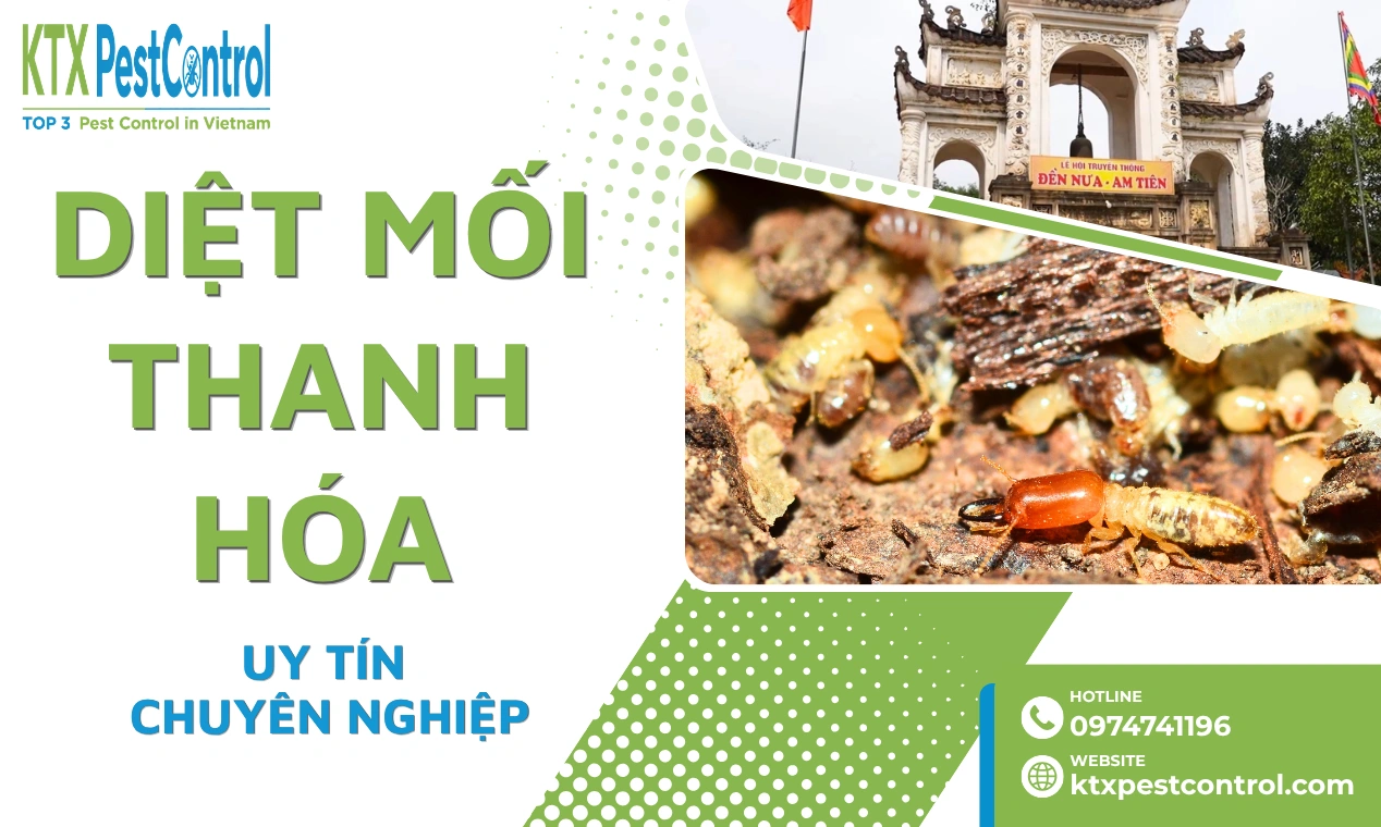Dịch vụ diệt mối Thanh Hóa uy tín, khảo sát miễn phí