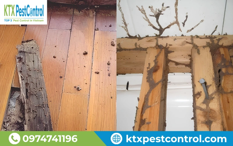 Nhận biết sớm dấu hiệu mối xâm nhập tại nhà ở, khách sạn và kho xưởng Thanh Hóa giúp hạn chế thiệt hại, chi phí sửa chữa.
