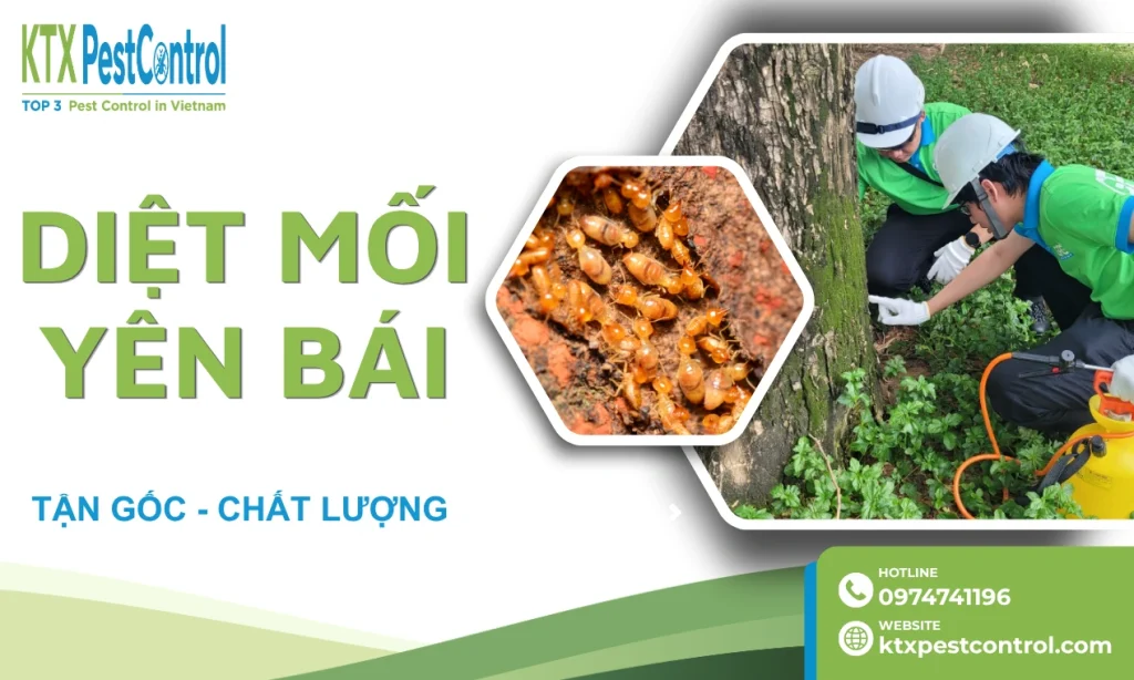 Dịch vụ diệt mối Yên Bái tận gốc, bảo hành dài hạn