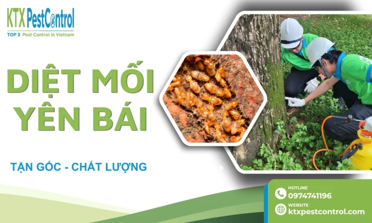 Dịch vụ diệt mối Yên Bái tận gốc, bảo hành dài hạn