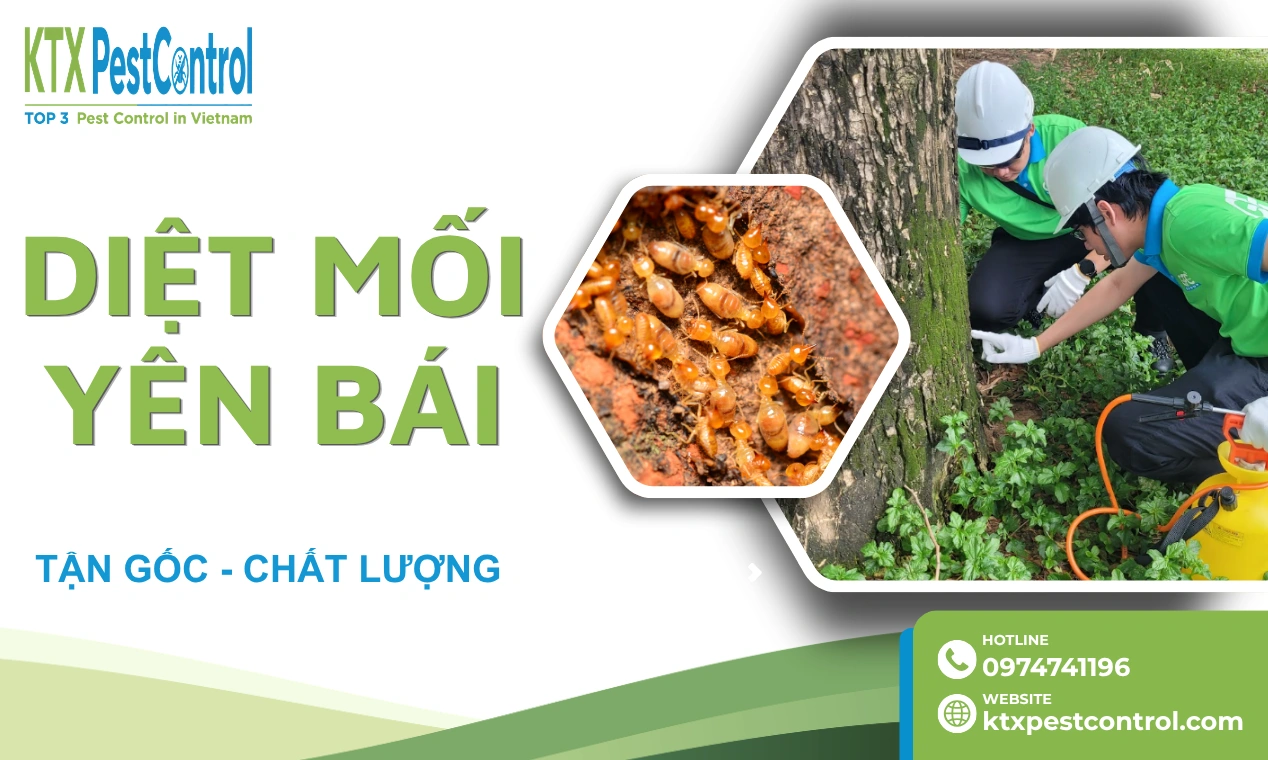Dịch vụ diệt mối Yên Bái tận gốc, bảo hành dài hạn